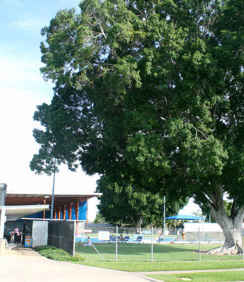 A FIGGY FAREWELL: The tree to be lopped tomorrow as part of the Emerald pool redevelopment. sw-271010-010 A FIGGY FAREWELL: The tree to be lopped tomorrow as part of the Emerald pool redevelopment. sw-271010-010